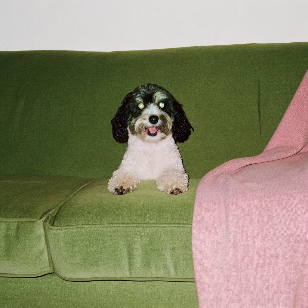 A small, fluffy dog with black and white fur sits on a green couch, tongue out and eyes glowing, next to a pink blanket.