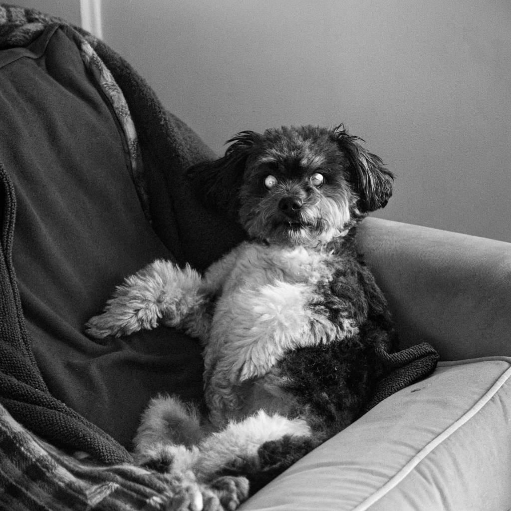 A small, fluffy dog with dark and light fur sits upright on a couch, gazing directly at the camera with wide, expressive eyes. The dog is nestled against a dark blanket, with a light-colored cushion beside it.