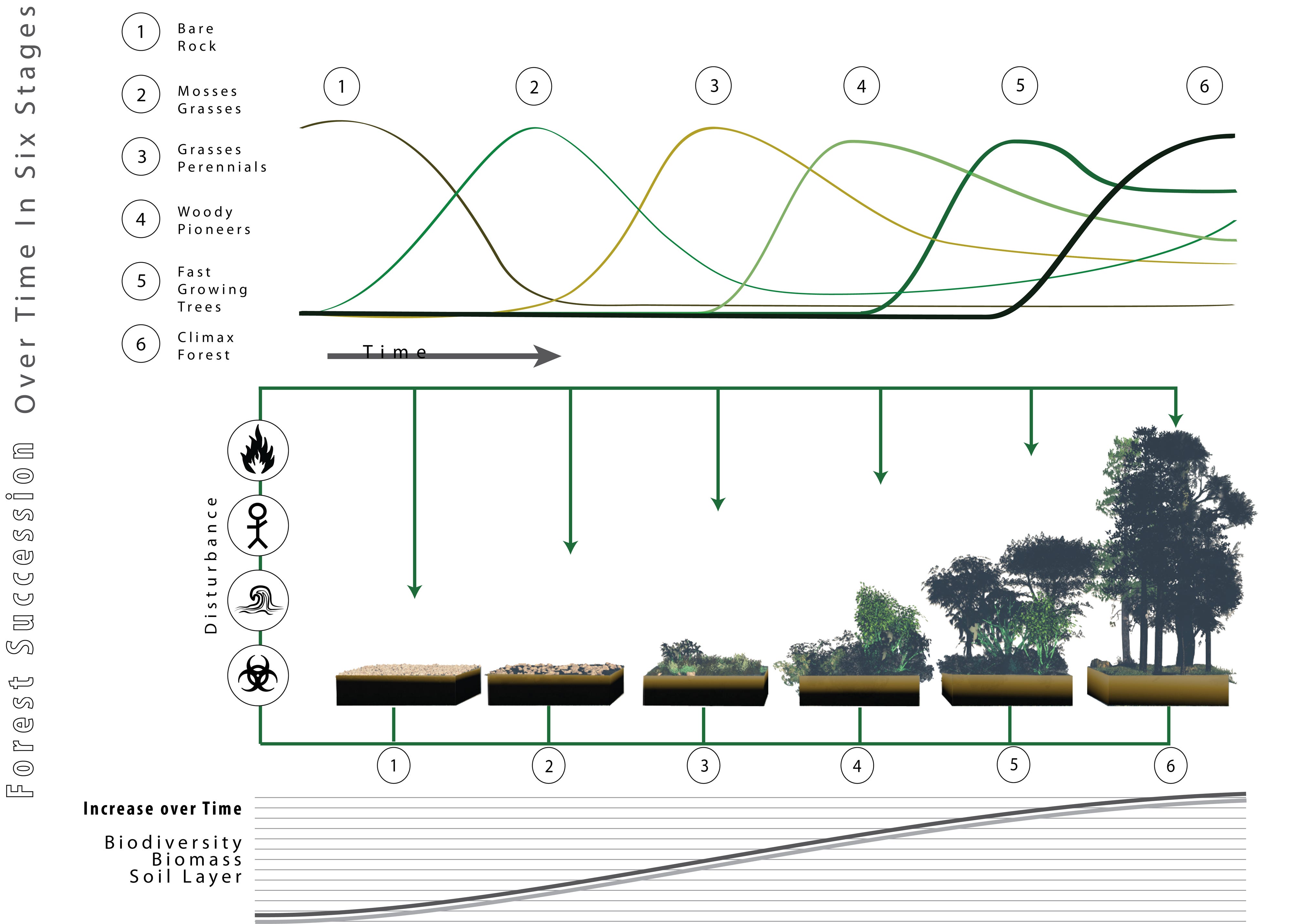 This diagram illustrates forest succession over six stages, showing the progression from bare rock to climax forest, with graphs depicting the rise and fall of different plant types over time, and illustrations of each stage with increasing biodiversity, biomass, and soil layer complexity.